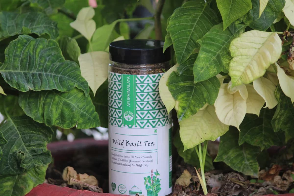 Wild Basil Tea
