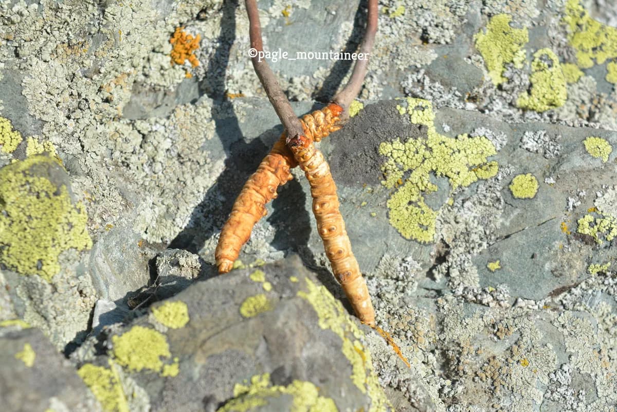 Himalayan Gold, Yarsa Gumba