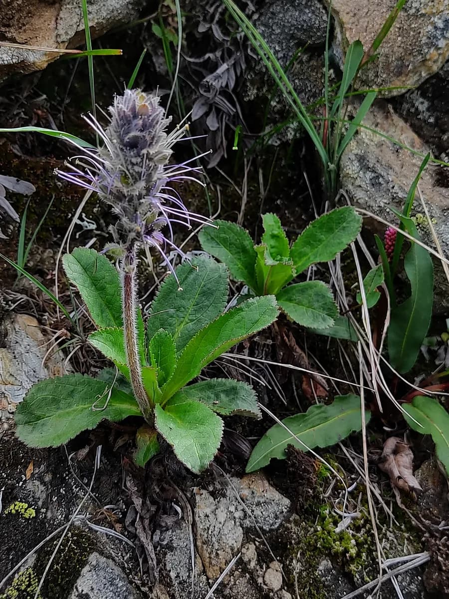 Himalayan Herbs, Ayur Himalaya