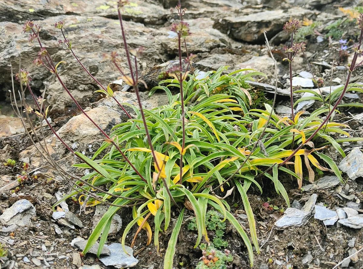 Jatamasi (Raw Herb)