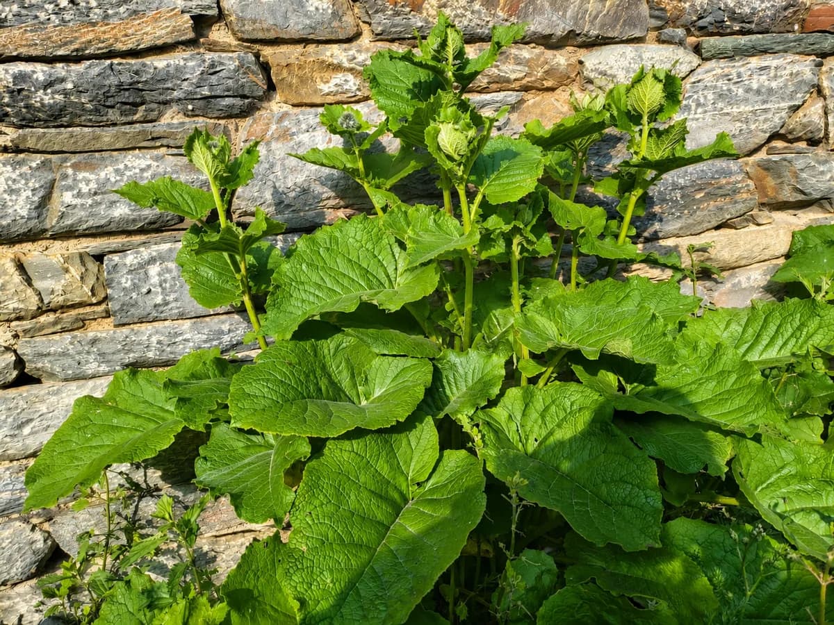 Himalayan Herbs, Ayur Himalaya
