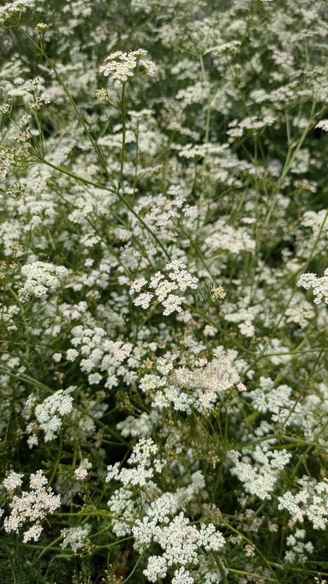 Thoya / Himalayan jeera 