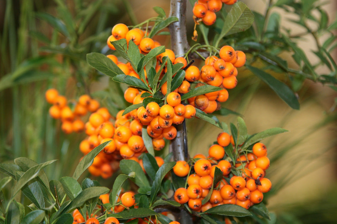 10 Benefits Of Seabuckthorn Oil