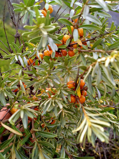 Seabuckthorn  (hippophae tibetana) /Amesh  pickle( khatta meetha)