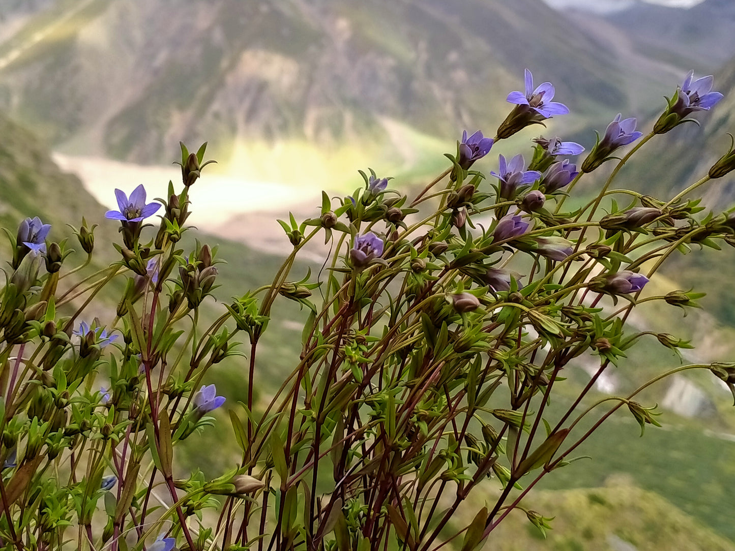 Chirayta : Bitter to Taste, Amazing for Diabetic Wellness in the Himalayan Tradition