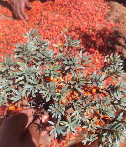 Seabuckthorn  (hippophae tibetana) /Amesh  pickle( khatta meetha)